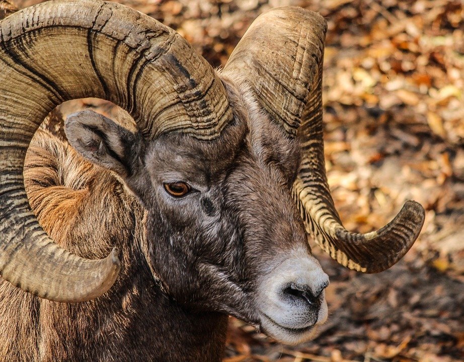 Chifre de carneiro ligado ao shofar