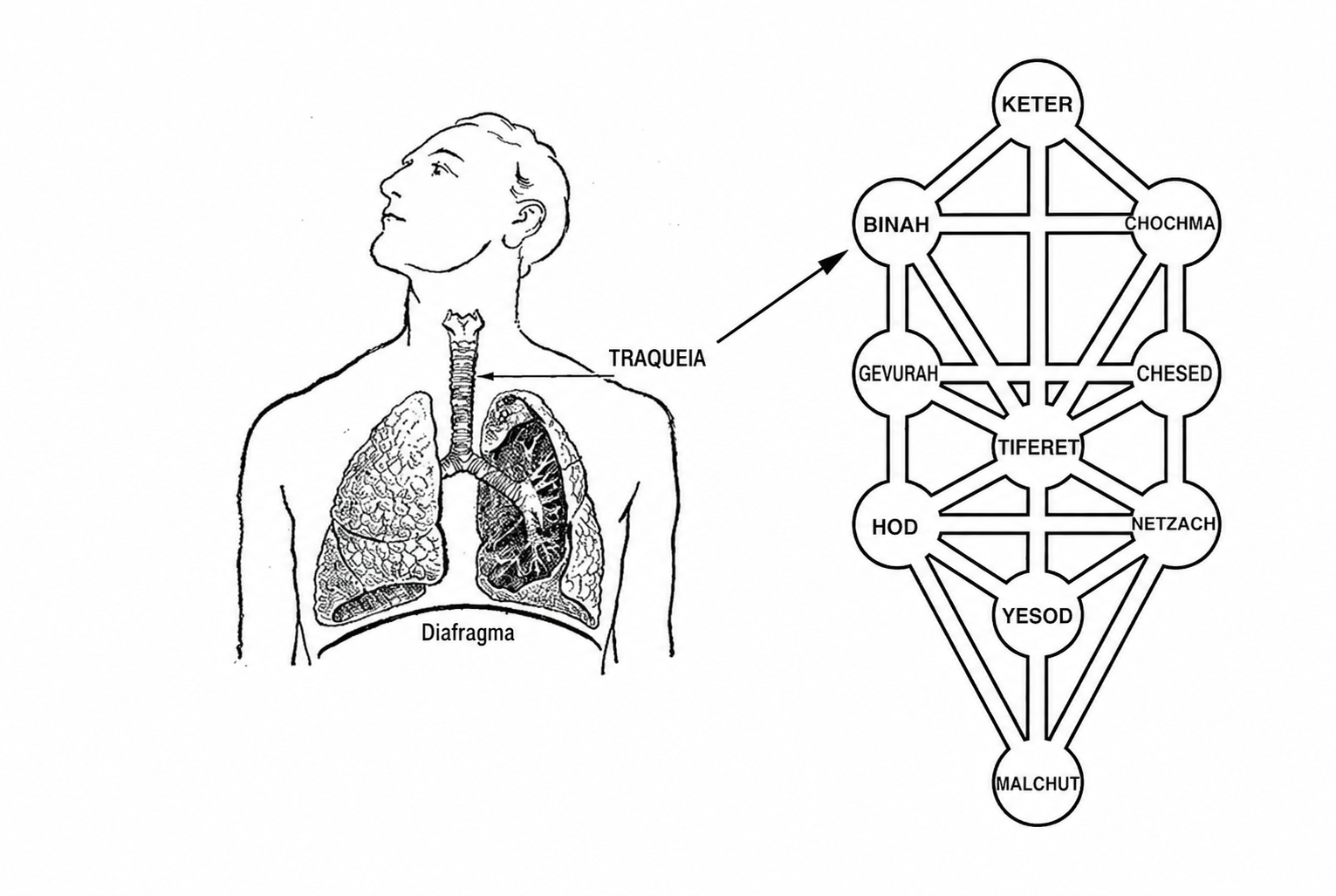 Desenho de um torso humano com a traqueia destacada, ligado por uma seta à Árvore da Vida das Sefirot