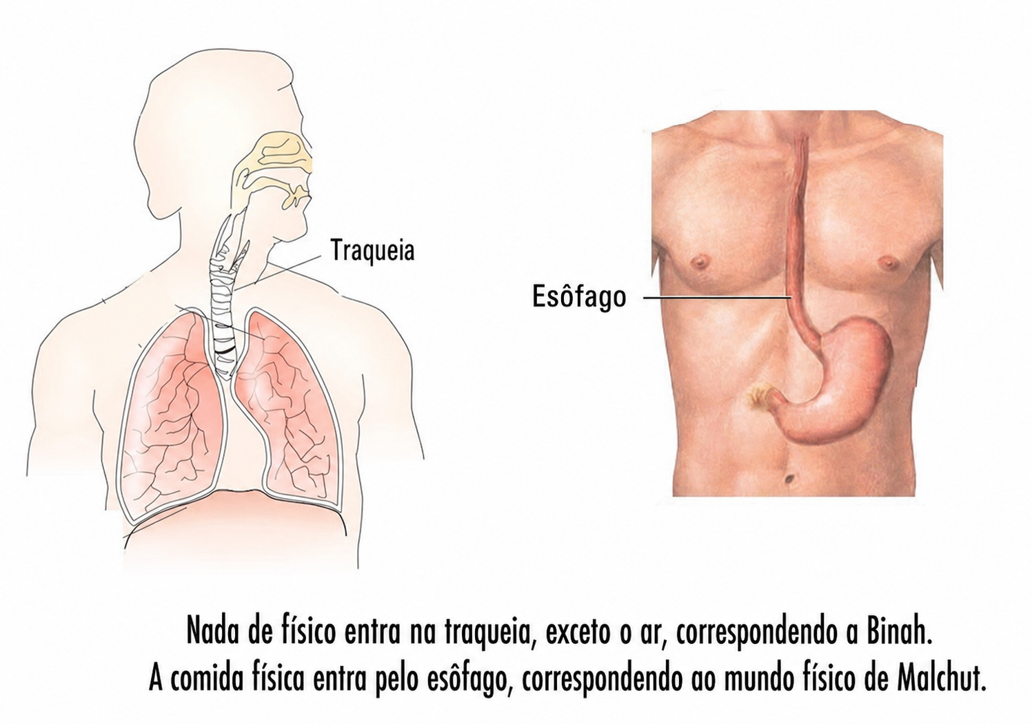 Duas ilustrações anatômicas: a traqueia e os pulmões à esquerda, o esôfago e o estômago à direita