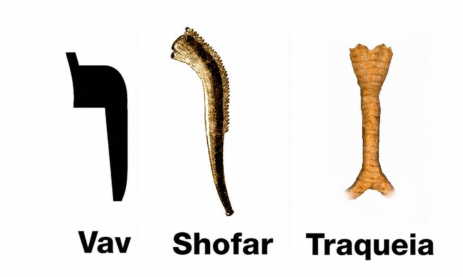 A letra Vav, um shofar e uma traqueia humana lado a lado, com a mesma forma